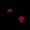 Caspase Recruitment Domain Family Member 11 antibody, orb318981, Biorbyt, Immunofluorescence image 