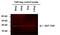 TAP Tag antibody, MA1-108-D680, Invitrogen Antibodies, Western Blot image 