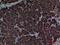 CD1e Molecule antibody, A06184, Boster Biological Technology, Immunohistochemistry frozen image 