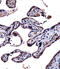 Interleukin 9 Receptor antibody, 57-677, ProSci, Immunohistochemistry frozen image 
