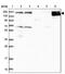 NCK Associated Protein 1 Like antibody, PA5-58813, Invitrogen Antibodies, Western Blot image 