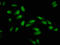 Polycomb Group Ring Finger 1 antibody, LS-C672466, Lifespan Biosciences, Immunofluorescence image 