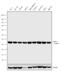 L-lactate dehydrogenase A chain antibody, 711782, Invitrogen Antibodies, Western Blot image 