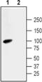 Sodium/hydrogen exchanger 3 antibody, PA5-77565, Invitrogen Antibodies, Western Blot image 