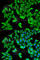 Proteasome 26S Subunit, Non-ATPase 9 antibody, A5357, ABclonal Technology, Immunofluorescence image 