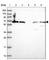 Vacuolar fusion protein MON1 homolog B antibody, HPA046285, Atlas Antibodies, Western Blot image 