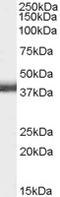 Renalase, FAD Dependent Amine Oxidase antibody, TA303023, Origene, Western Blot image 