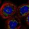 Islet Cell Autoantigen 1 Like antibody, NBP1-90185, Novus Biologicals, Immunofluorescence image 