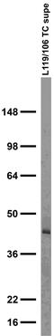 Neuropeptide Y Receptor Y2 antibody, 75-460, Antibodies Incorporated, Western Blot image 