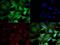 Component Of Inhibitor Of Nuclear Factor Kappa B Kinase Complex antibody, GTX12138, GeneTex, Immunofluorescence image 