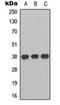 Purinergic Receptor P2Y13 antibody, orb315640, Biorbyt, Western Blot image 