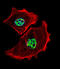 Upstream Transcription Factor 1 antibody, abx026074, Abbexa, Immunohistochemistry frozen image 