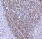 Synaptotagmin 1 antibody, A02314-1, Boster Biological Technology, Immunohistochemistry paraffin image 