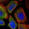 Glycogen Synthase 2 antibody, NBP1-91191, Novus Biologicals, Immunofluorescence image 