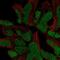 SRY-Box 21 antibody, NBP2-55988, Novus Biologicals, Immunocytochemistry image 
