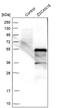 Zinc Finger And SCAN Domain Containing 16 antibody, PA5-52417, Invitrogen Antibodies, Western Blot image 