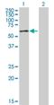 Zinc Finger Protein 165 antibody, H00007718-B01P, Novus Biologicals, Western Blot image 