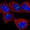 Nucleolar And Coiled-Body Phosphoprotein 1 antibody, NBP2-38625, Novus Biologicals, Immunofluorescence image 