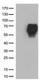 CD86 antibody, TA813085, Origene, Western Blot image 