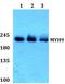 Myosin Heavy Chain 9 antibody, A00880, Boster Biological Technology, Western Blot image 