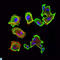 Cyclin Dependent Kinase 5 antibody, LS-C812543, Lifespan Biosciences, Immunofluorescence image 