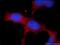 Transient Receptor Potential Cation Channel Subfamily M Member 6 antibody, 55455-1-AP, Proteintech Group, Immunofluorescence image 