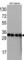 Autophagy Related 7 antibody, abx025179, Abbexa, Western Blot image 