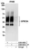 G Protein-Coupled Receptor Class C Group 5 Member A antibody, A304-441A, Bethyl Labs, Immunoprecipitation image 