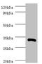 Interleukin 1 Beta antibody, A54680-100, Epigentek, Western Blot image 