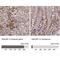 DnaJ Heat Shock Protein Family (Hsp40) Member B1 antibody, NBP2-38988, Novus Biologicals, Immunohistochemistry paraffin image 