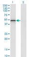 Reticulocalbin 2 antibody, LS-C139431, Lifespan Biosciences, Western Blot image 