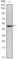 POU Class 5 Homeobox 1 antibody, abx016067, Abbexa, Western Blot image 