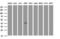 Carbonic Anhydrase 12 antibody, M04063-1, Boster Biological Technology, Western Blot image 