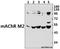 Cholinergic Receptor Muscarinic 2 antibody, GTX66699, GeneTex, Western Blot image 