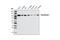 Hexokinase 1 antibody, 2024T, Cell Signaling Technology, Western Blot image 