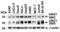 Uracil DNA Glycosylase antibody, 3865, ProSci, Western Blot image 