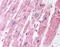 Malate Dehydrogenase 1 antibody, orb87399, Biorbyt, Immunohistochemistry paraffin image 