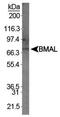 Aryl Hydrocarbon Receptor Nuclear Translocator Like antibody, PA1-32219, Invitrogen Antibodies, Western Blot image 