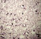 Proopiomelanocortin antibody, 20074, Immunostar, Immunohistochemistry paraffin image 