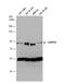 Adenosine Monophosphate Deaminase 2 antibody, NBP1-33698, Novus Biologicals, Western Blot image 