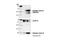 Lamin A/C antibody, 2031S, Cell Signaling Technology, Western Blot image 