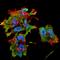 Crystallin Alpha B antibody, NBP1-22410, Novus Biologicals, Immunocytochemistry image 