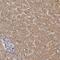 Potassium Voltage-Gated Channel Subfamily J Member 8 antibody, PA5-56628, Invitrogen Antibodies, Immunohistochemistry paraffin image 