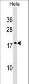 SCAN Domain Containing 1 antibody, LS-C162885, Lifespan Biosciences, Western Blot image 