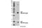 Cell Death Inducing P53 Target 1 antibody, 13824S, Cell Signaling Technology, Western Blot image 