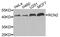 Reticulocalbin 2 antibody, PA5-76247, Invitrogen Antibodies, Western Blot image 