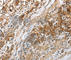 Neuropeptide Y Receptor Y1 antibody, A3116, ABclonal Technology, Immunohistochemistry paraffin image 