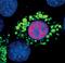 Peroxisome Proliferator Activated Receptor Gamma antibody, MA5-14889, Invitrogen Antibodies, Immunofluorescence image 