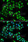 C8orf79 antibody, A7193, ABclonal Technology, Immunofluorescence image 