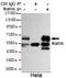 IKAROS Family Zinc Finger 1 antibody, LS-B14826, Lifespan Biosciences, Immunoprecipitation image 
